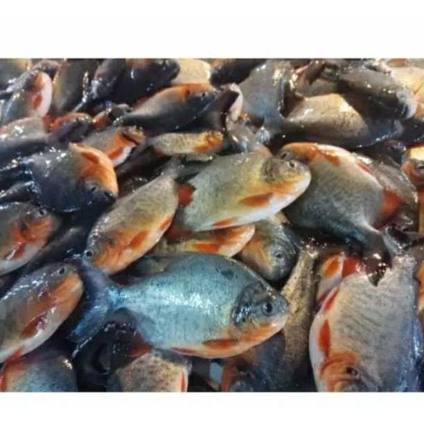 

Ikan Patin / Nila Merah / Mas / Lele / Mujaer / Bawal / Gurame