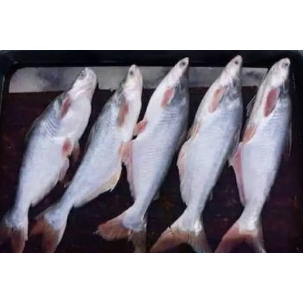 

Ikan Patin / Nila Merah / Mas / Lele / Mujaer / Bawal / Gurame