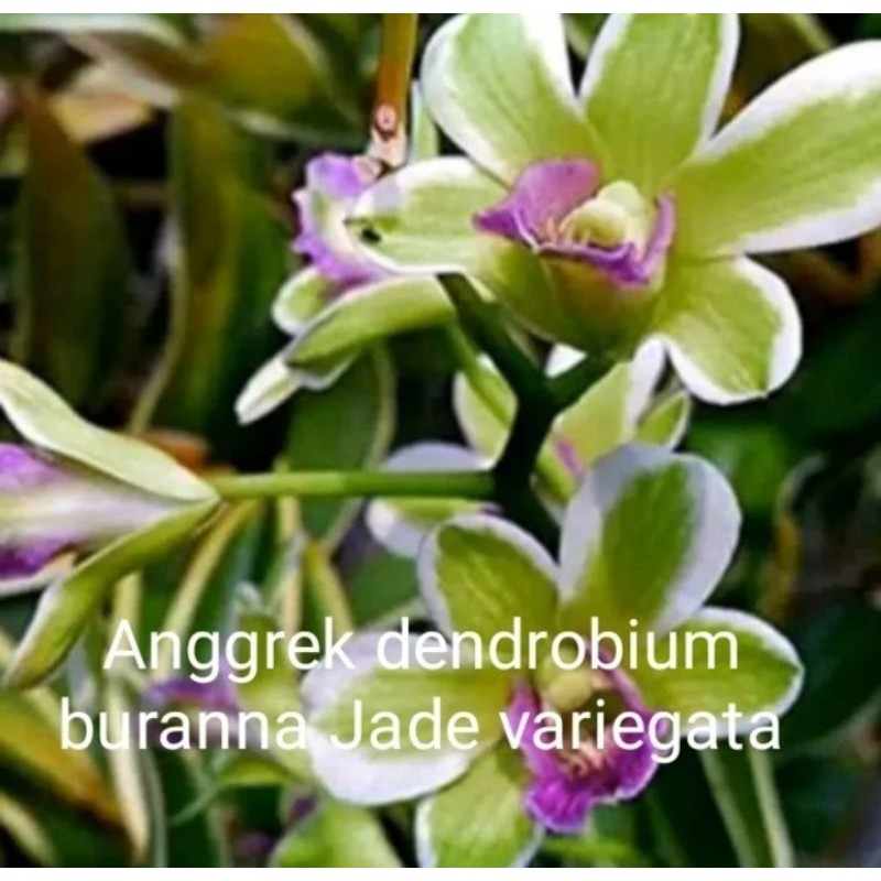 Tanaman hias anggrek dendrobium bunga jade variegata