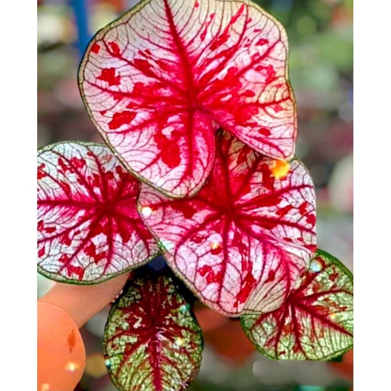 Tanaman Hias Keladi Toostie Bunga Hias Keladi Caladium Anakan Murah BUKAN BONGGOL Tanaman Hidup Bung