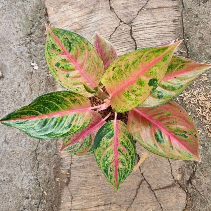 Aglonema Mahameru size dewasa
