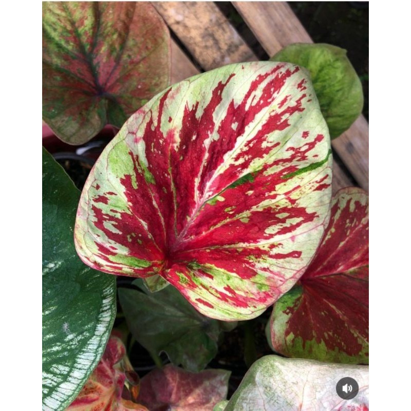 Tanaman Hias Keladi Hybrid Sriwijaya Bunga Hias Keladi Caladium Anakan Murah BUKAN BONGGOL Tanaman H