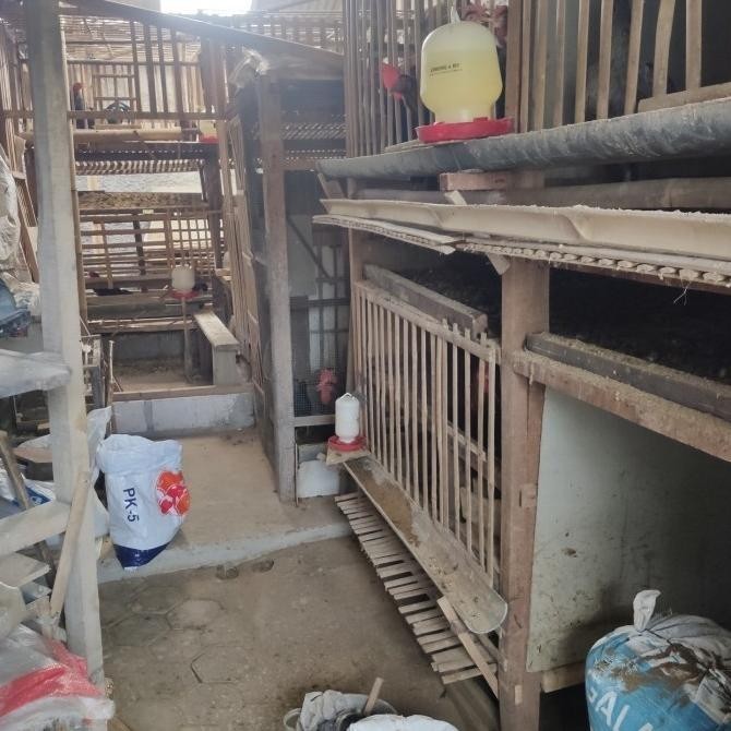pupuk kandang kotoran ayam fermentasi murni halus kering