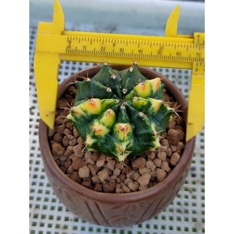 MIHA HYBRIDA TOPAS VARIGATA//GYMNOCALYCIUM//KAKTUS//FREDRICHI//KAKTUS IMPORT//KAKTUS HIAS//KAKTUS MI