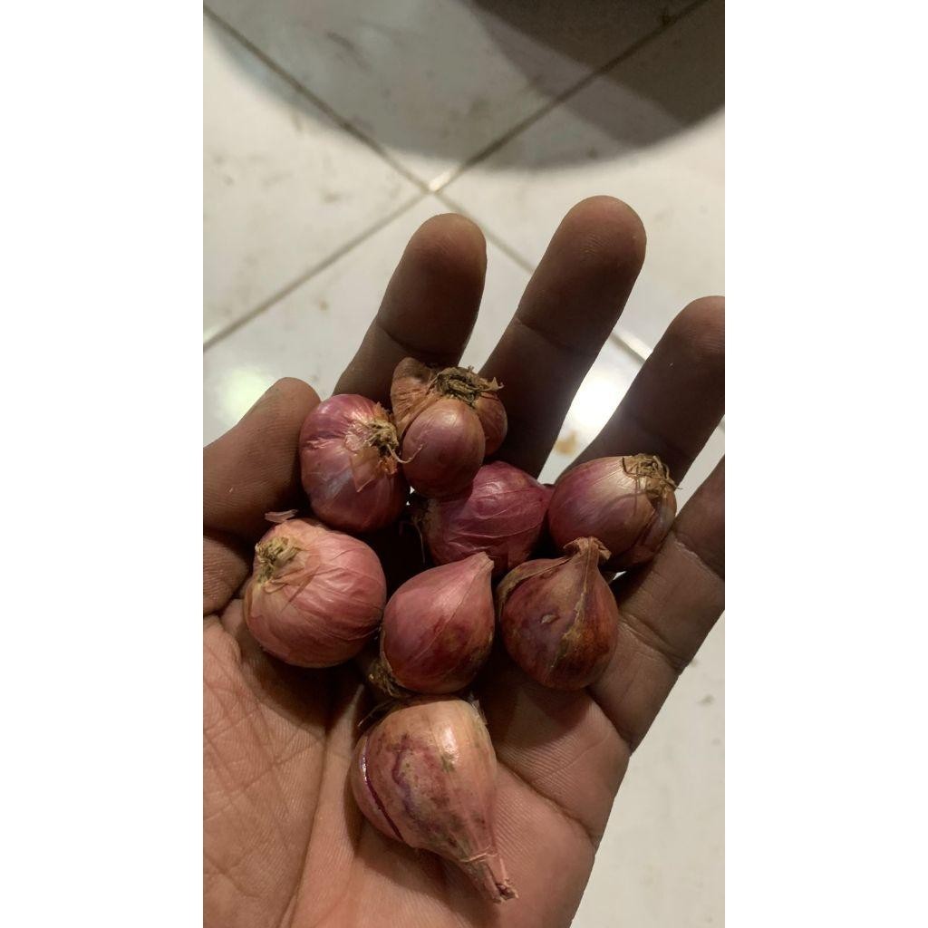 

Bawang Merah Besar Sedang Super Kering 1/2Kg Fresh Dari Petani Fooxsale