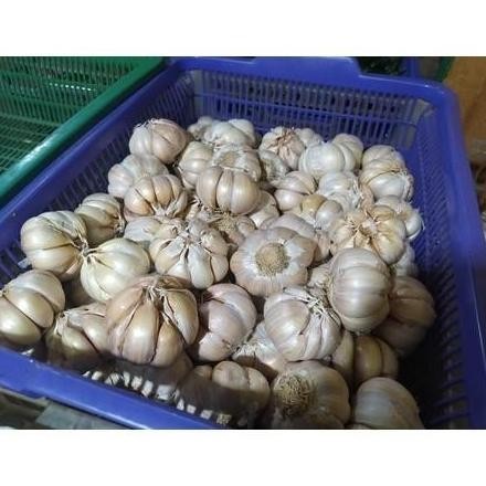 

PROMO Bawang Putih Kating 500Gr + Bawang Putih Sinco 500Gr Bonus Cabe 150Gr BERKUALITAS