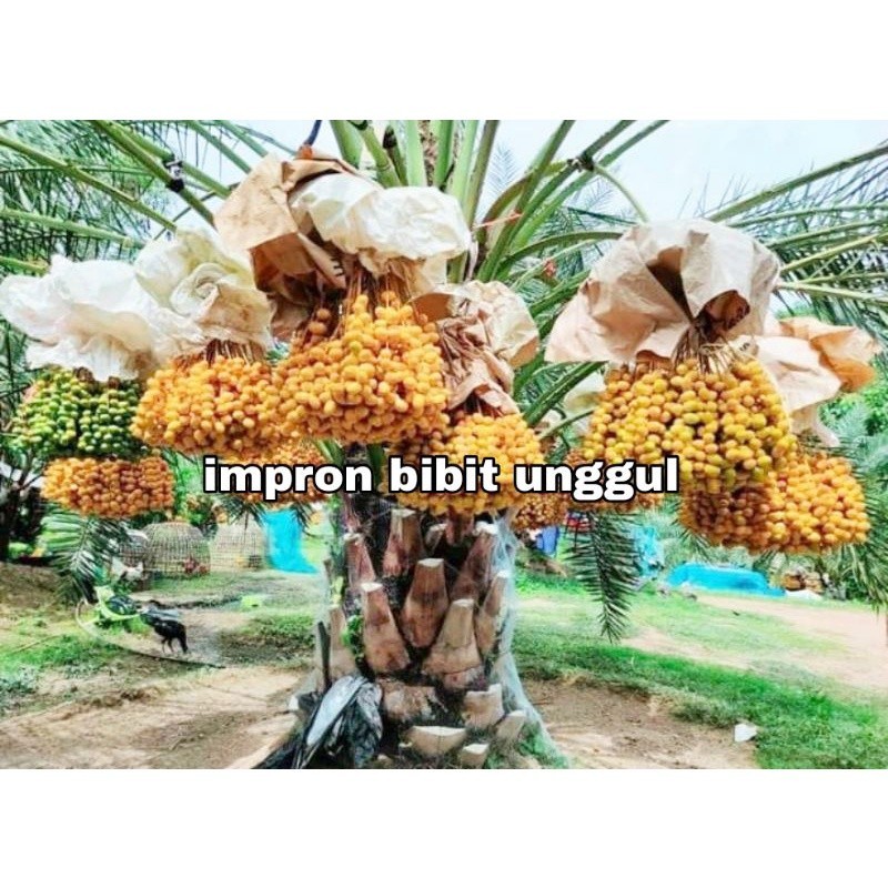 Bibit Kurma Tahiland H1 Genjah