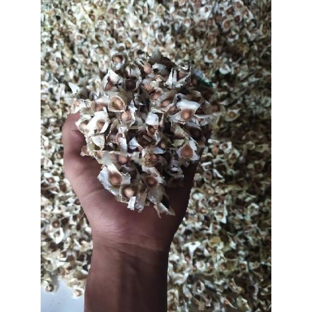 

BIJI KELOR 1KG 1 KG KILOAN RO05