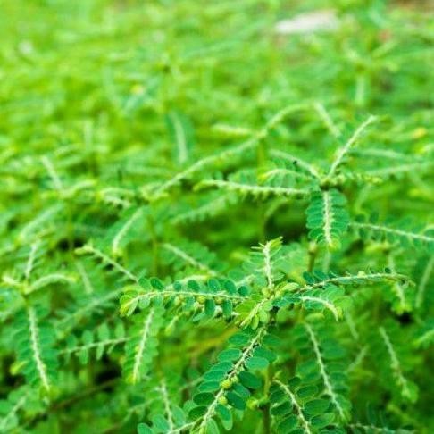 

SERBUK BUBUK MENIRAN ISI 1 KG ORGANIK RO04