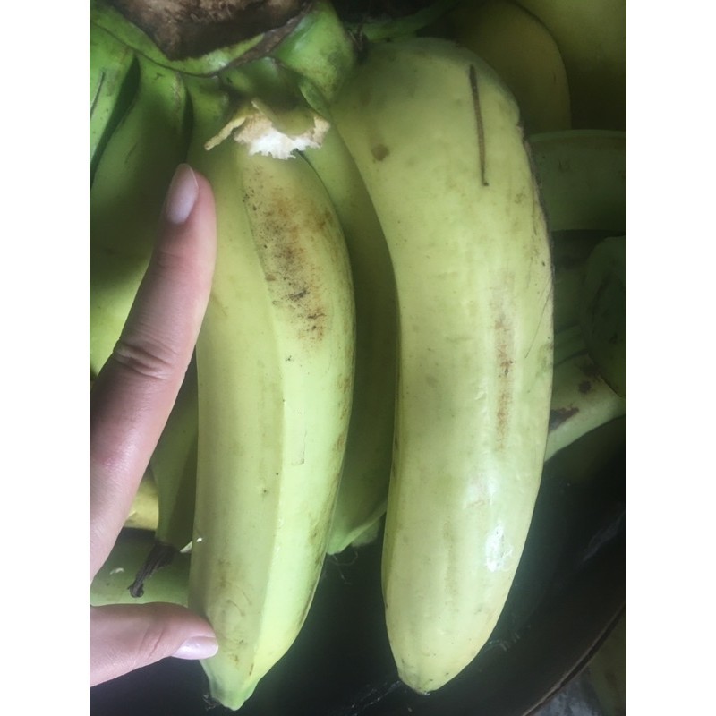 

pisang ambon Cavendis