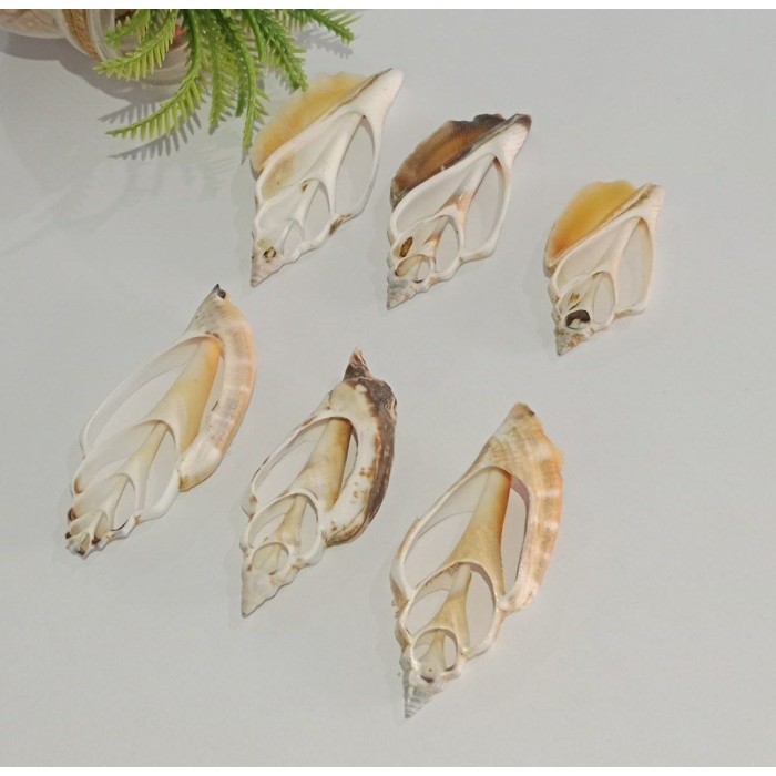 

.........] KLA KERANG LAUT ALAMI WHITE MIX BROWN AND BLACK 3.5CM-6CM