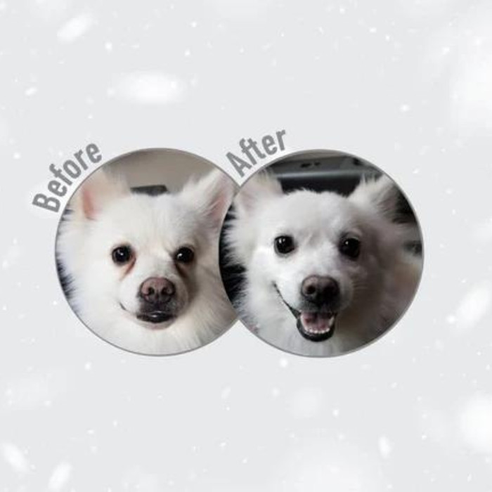 Dogfood Natures Protection Superior Care White Dog Junior Adult 1.5 Kg