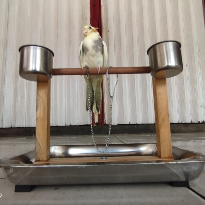 Tangkringan Burung Parrot Tangkringan Training Burung Falk Nuri Hantu