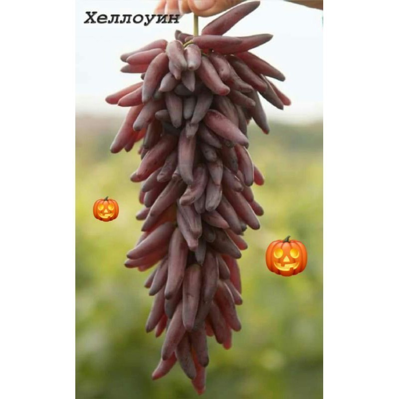 Bibit Anggur Importhalloween Ukraina.
