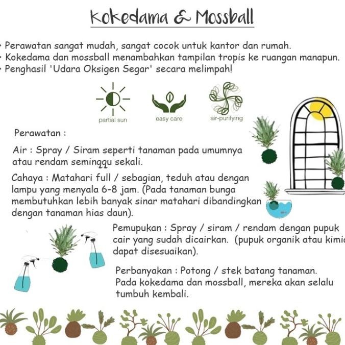 

NEW PRODUK MOSSBALL - MINI PINEAPPLE NANAS MINI MADU !!!!!