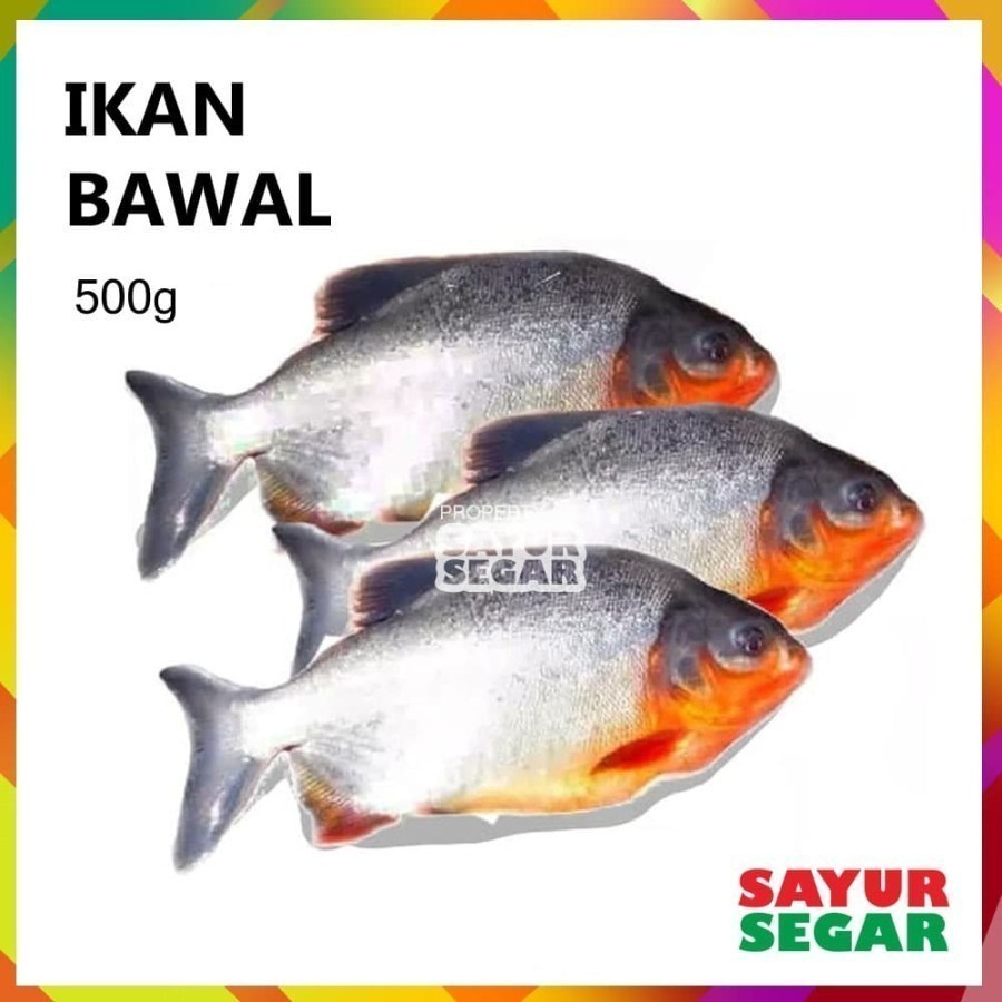 

Ikan Bawal 500G Fresh