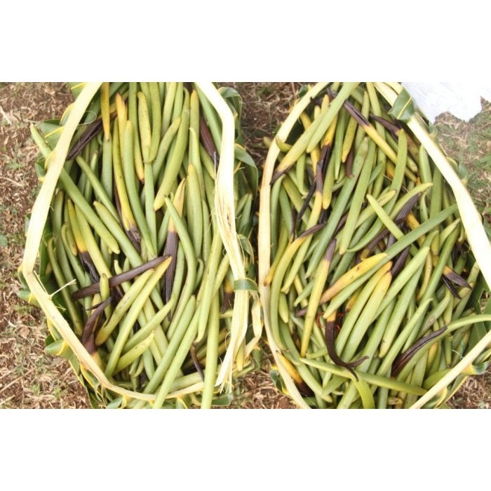 

Adlian Vanili Premium A 10Gr / Vanila Bean Premium Grade A 10Gr - Dipanen Tua