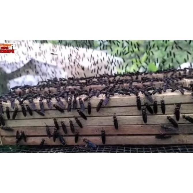 PROMO  EGGIS KAYU TEMPAT TELUR BSF. TERBARU