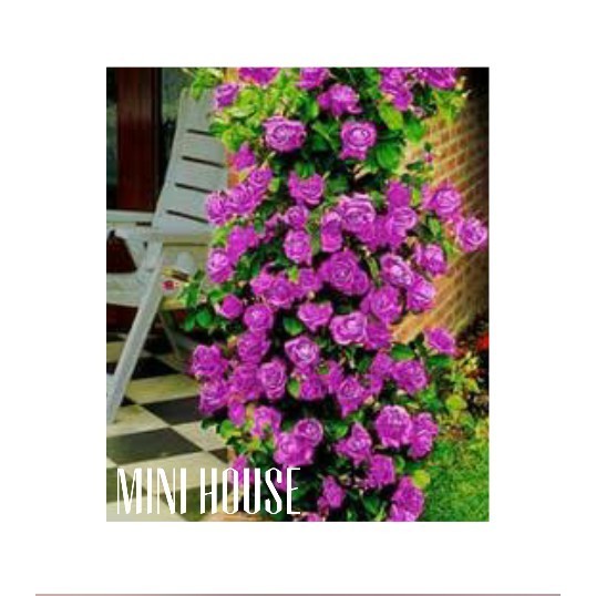 BIJI BIBIT BENIH MAWAR RAMBAT UNGU IMPORT