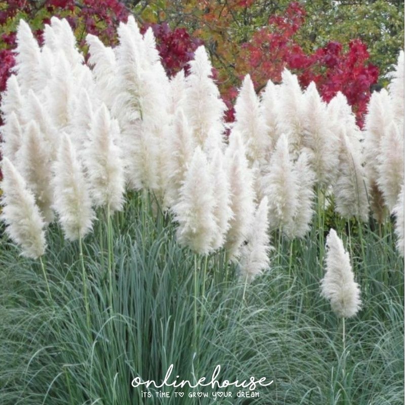 BENIH BIBIT BIJI PAMPAS GRASS PUTIH