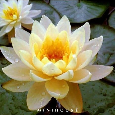 BENIH BIBIT BIJI LOTUS TERATAI AIR IMPORT