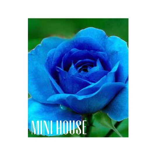 BIBIT BENIH BIJI MAWAR / MAWAR BIRU