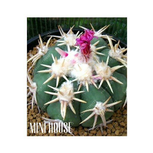 BIJI BIBIT BENIH KAKTUS FEROCACTUS IMPORT