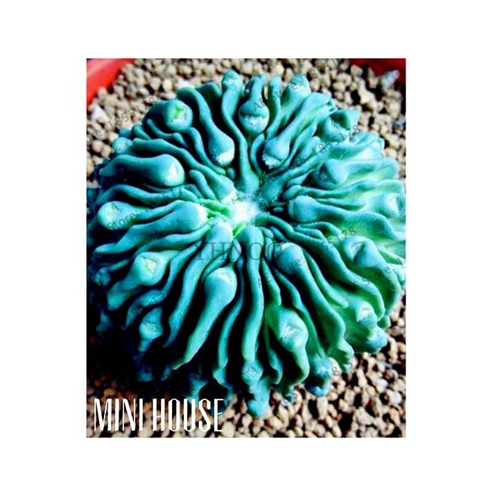 Biji bibit benih sukulen / succulent Blue Import