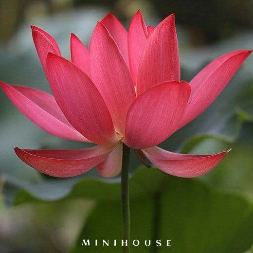 BENIH BIBIT BIJI LOTUS TERATAI AIR IMPORT