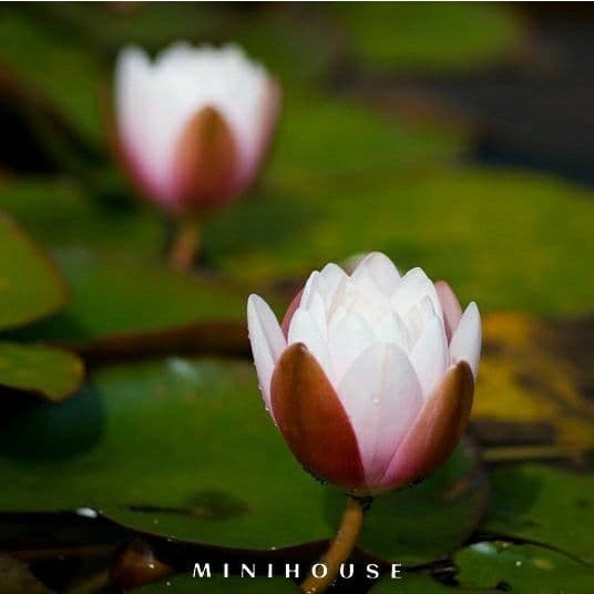 BENIH BIBIT BIJI LOTUS TERATAI AIR IMPORT