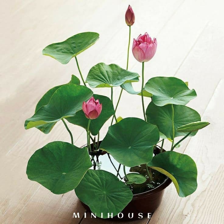 BENIH BIBIT BIJI LOTUS TERATAI AIR IMPORT