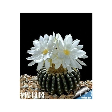 BIJI BIBIT BENIH KAKTUS PARODIA IMPORT