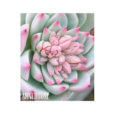 BIJI BIBIT BENIH SUKULEN IMPORT