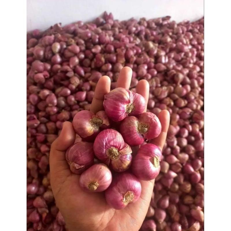 

bawang merah 1 kg besar|bumbu masak|asli Nganjuk/bawang merah berkualitas Super Besar Berkualitas