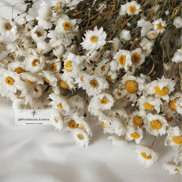 10 Gr Dried Rodanthe Flower / Dried Daisy Rodanthe / Bunga Kering