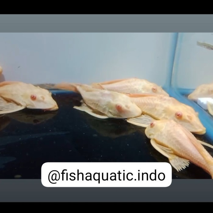 Gibbiceps Albino / L083 / Sapu Sapu Mentega / Gibiceps / Gibicep