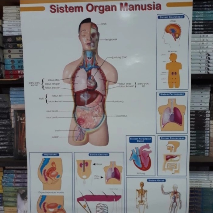 

Poster sistem organ manusia K01