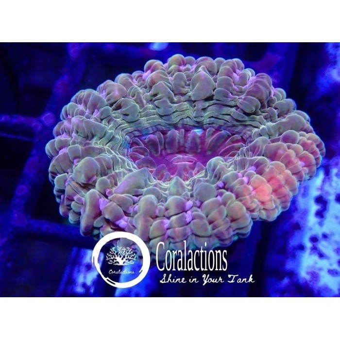 

Premium Cynarina Multi Sinarina Size M