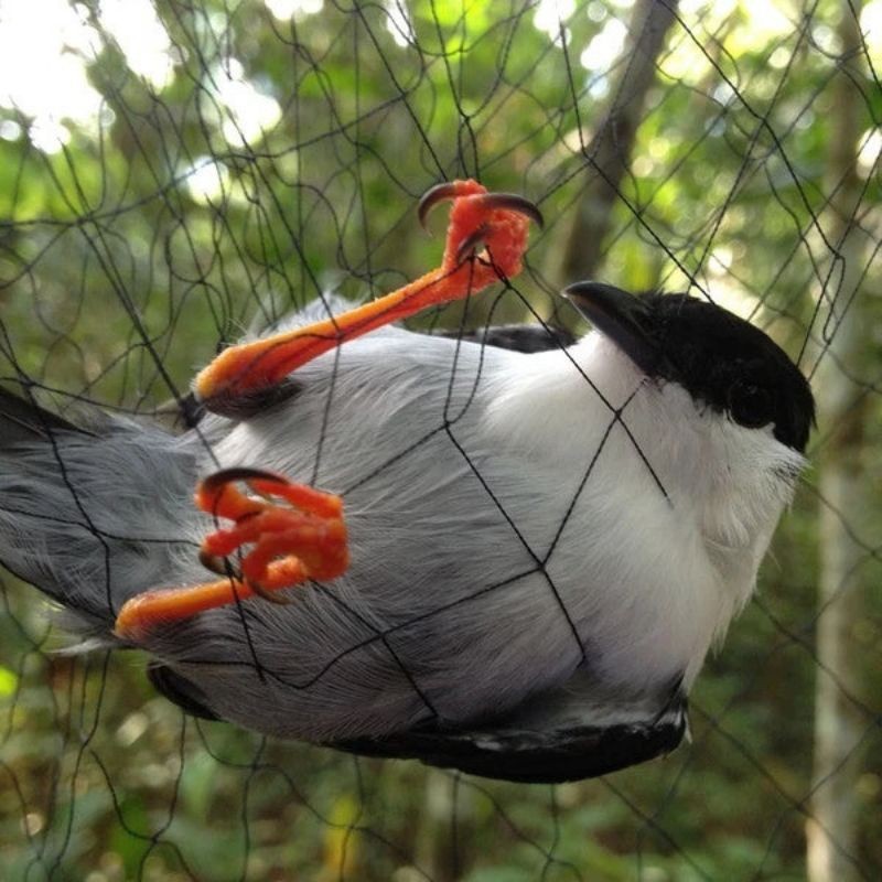 Jaring Burung K Bahan Nylon Jaring Burung Benang Nilon Jaring Burung K Nylon Jaring Burung Nilon