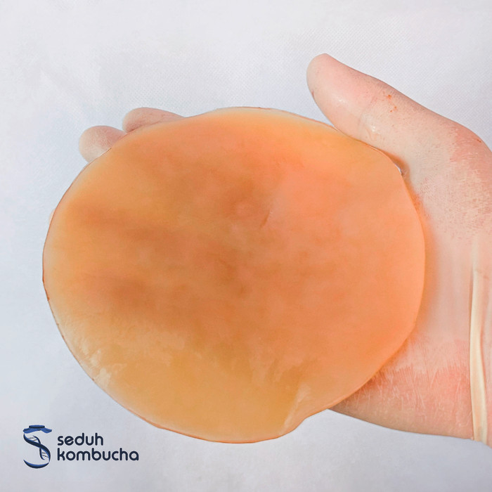 

Terlaris Bibit Scoby Kombucha Untuk 2 Liter SALE