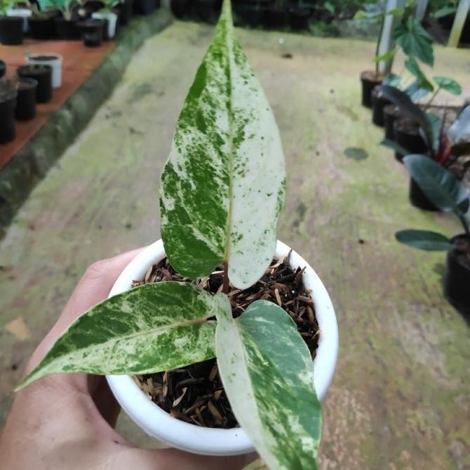[Bisa Cod] Tanaman Hias - Pohon Anthurium Hookeri Variegata Batang Merah