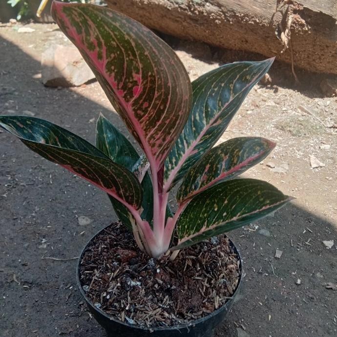 [New] Indukann Aglonema Adelia Mangkok Merah