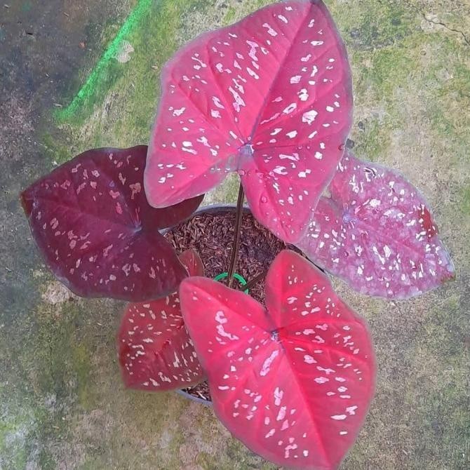 [Promo] Caladium Deep Of Heart / Doh