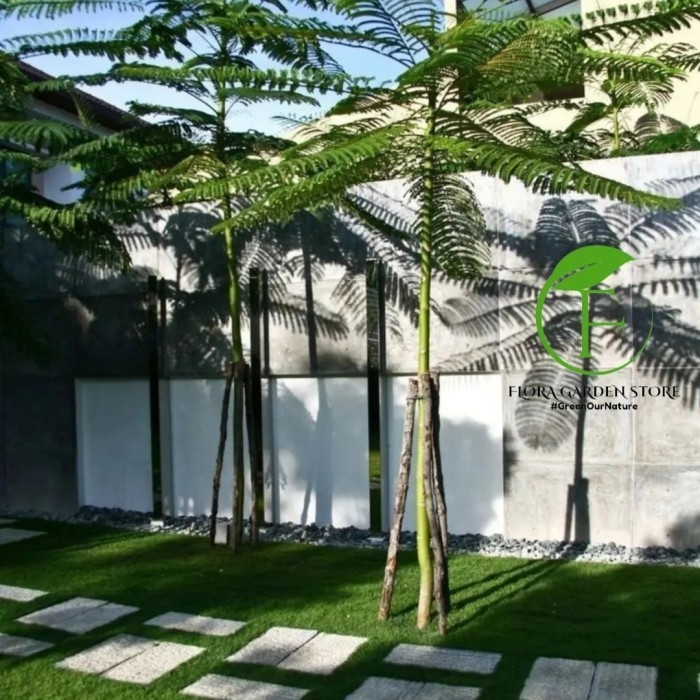 Tanaman Hias Solobium Pakis Brazil Tinggi 1,5 Meter / Pakis Brazil