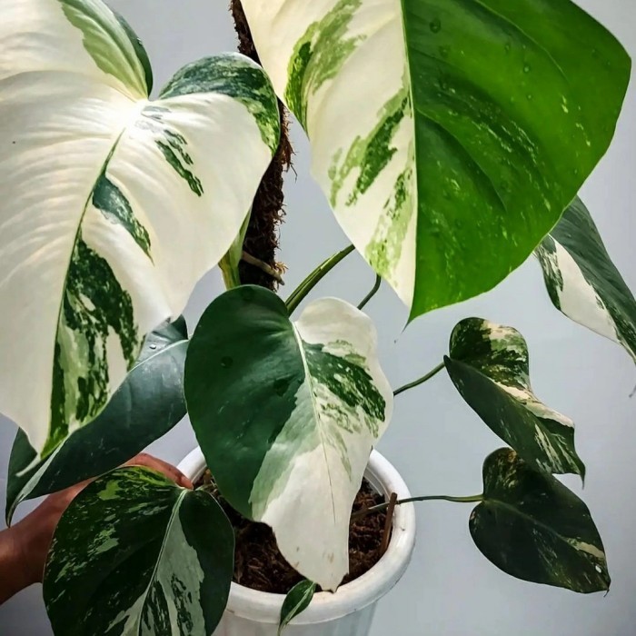 Monstera Variegata - Monvar White Tiger - Monstera Halfmoon Ekonomis