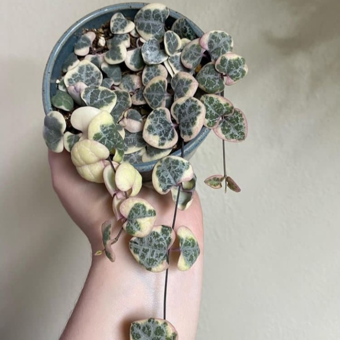 String Of Heart Variegata