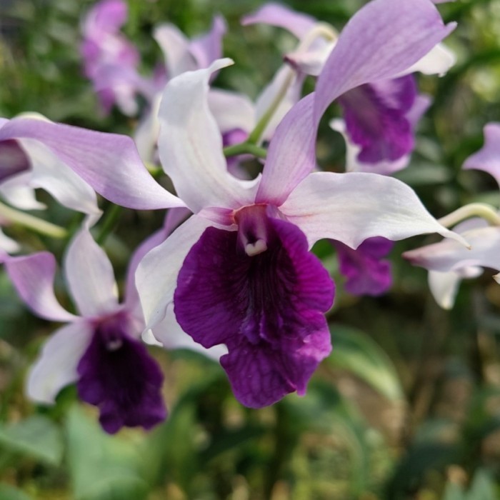 [ Dewasa ] Dendrobium Indonesia Raya "Blue"
