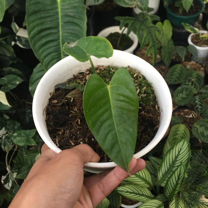 Anthurium Veitchii Hybrid