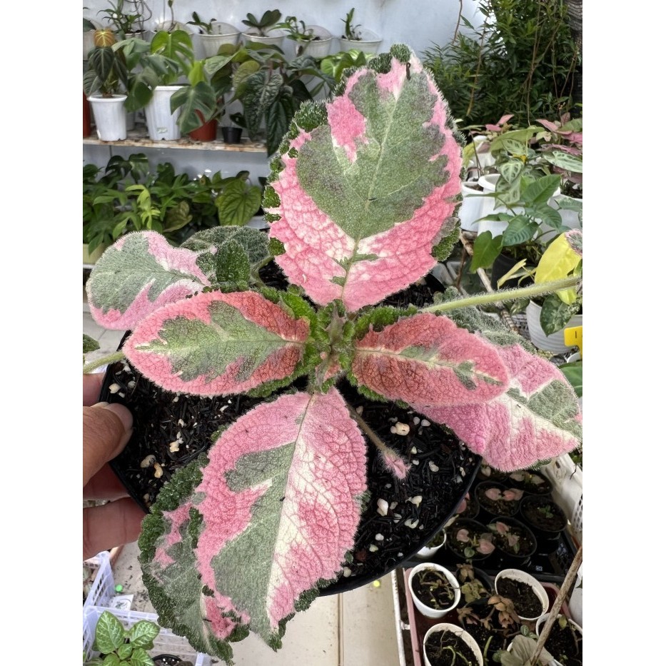 Episcia Picasso