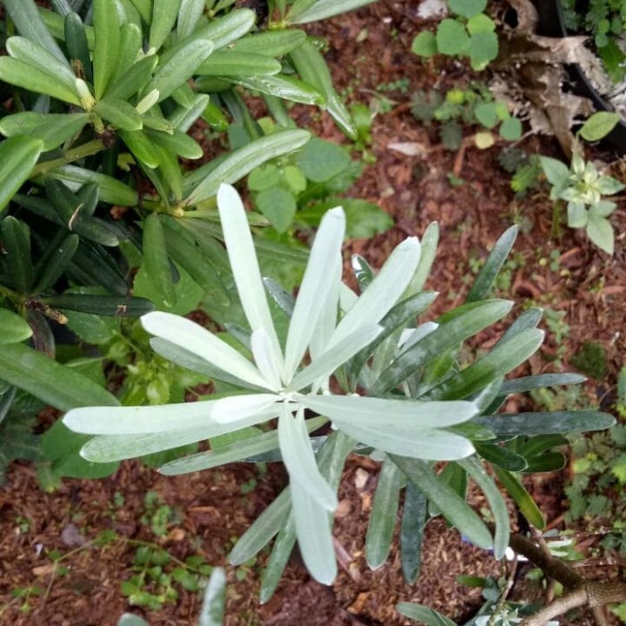 Pohon Lohansung Daun Silver